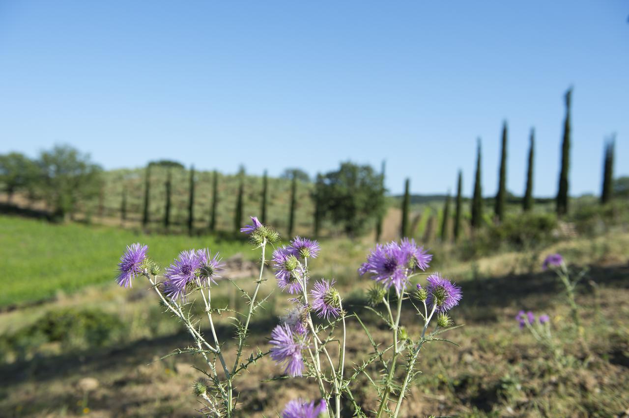 Agriturismo Poggio Corbello La Pesta Kültér fotó