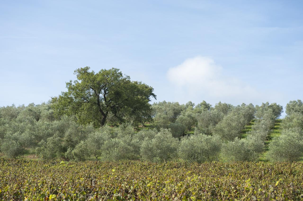 Agriturismo Poggio Corbello La Pesta Kültér fotó